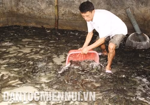 Nuôi cá lóc thương phẩm mang lại hiệu quả kinh tế cao cho bà con