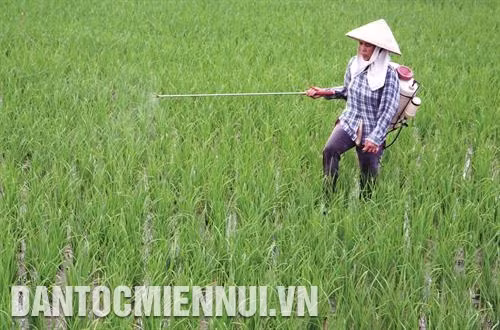 Phun thuốc phòng trừ dịch bệnh cho lúa mùa