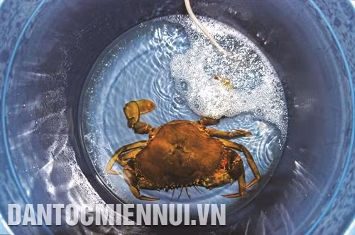 Cua mẹ được thả nuôi để chờ lên trứng