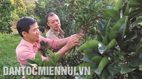 Cán bộ nông nghiệp thành phố Lai Châu hướng dẫn đồng bào dân tộc thiểu số chăm sóc cây ăn quả.