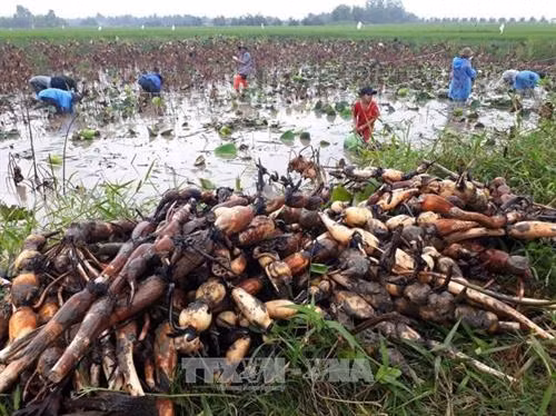Trồng sen lấy củ trên đất lúa nhiễm mặn. Ảnh: Trần Thị Thu Hiền - TTXVN