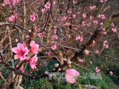 Hoa đào rừng có vẻ đẹp nhẹ nhàng, nhưng vẫn nhuộm thắm vùng cao
