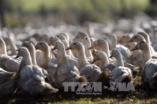 Một trang trại chăn nuôi gia cầm tại Benesse-Maremne, tây nam nước Pháp. AFP/TTXVN