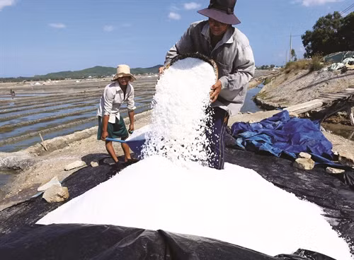 Từ tháng 3 đến tháng 8 (dương lịch), bà con diêm dân tất bật trên đồng làm nên hạt muối Sa Huỳnh (Quảng Ngãi) chất lượng