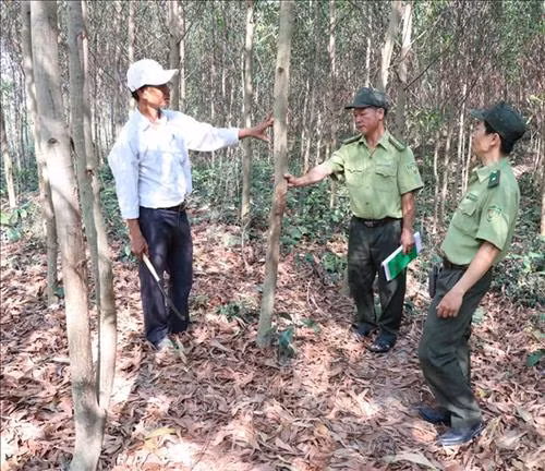 Lực lượng kiểm lâm kiểm tra diện tích rừng trồng trên địa bàn huyện Kông Chro. Ảnh: Hồng Điệp - TTXVN
