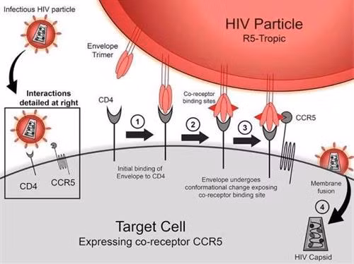 Một đột biến gene khá hiếm giúp cơ thể người chống lại sự lây nhiễm virus HIV. Ảnh: sciencedirect.com