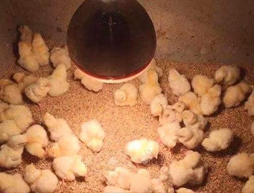 Gà Đông Tảo giống được chăm sóc kỹ lưỡng. Ảnh: Tuấn Anh-TTXVN