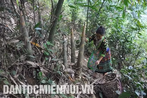Vùng tre Bát độ được quy hoạch, phát triển, tạo việc làm, tăng thu nhập cho đồng bào dân tộc thiểu số sinh sống trên địa bàn huyện Trấn Yên (Yên Bái). Ảnh: Sùng A Hồng - TTXVN