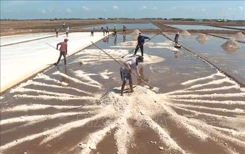 Diêm dân Vĩnh Châu (tỉnh Sóc Trăng) thu hoạch muối. Ảnh: Chanh Đa - TTXVN