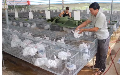 Xây dựng mô hình nuôi thỏ ở Thái Nguyên. Ảnh: Hoàng Nguyên - TTXVN