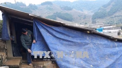 Gia đình anh Vì Sự Nghiệp, huyện Vân Hồ, Sơn La, che chắn cho đàn trâu bò của gia đình. Ảnh: Nguyễn Chiến - TTXVN.