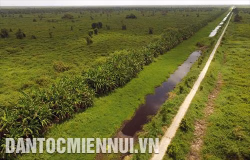 Hệ sinh thái tự nhiên đặc trưng tại Vườn Quốc Gia U Minh Thượng. Ảnh: An Hiếu