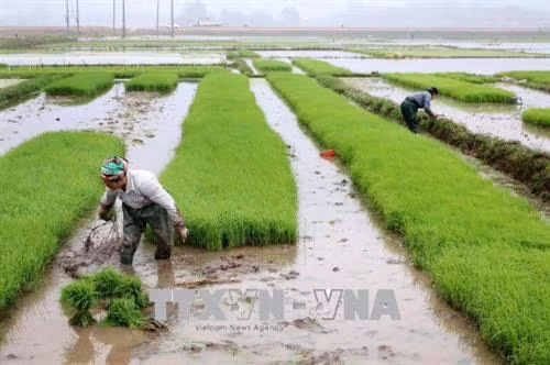 Bà con cấy trà lúa ở Phú Thọ. Ảnh: Trung Kiên - TTXVN