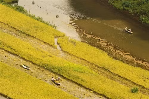 Những thửa ruộng không cần phải be bờ của nông dân thôn Văn Lâm được canh tác ngay trên sông Ngô Đồng.