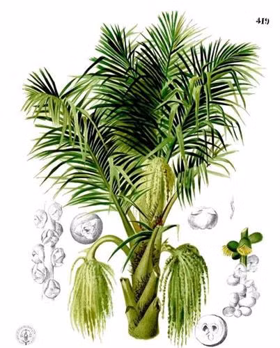 Đặc tính của cây đác