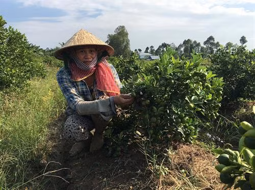 Trồng hạnh bán Tết đã giúp gia đình chị Nguyễn Thị Hiền, xã Phú Vĩnh, TX. Tân Châu, tỉnh An Giang có cuộc sống thoải mái hơn. Ảnh: baoangiang.com.vn