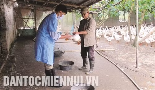 Tiêm vắc-xin đầy đủ để phòng trừ bệnh cho đàn vịt. Ảnh: Hải Yến