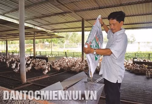 Thức ăn cho vịt phải luôn thơm mới, không mốc mọt, đảm bảo dinh dưỡng trong từng giai đoạn. Ảnh: Chương Đài