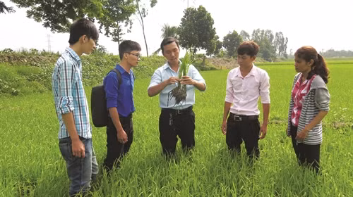 Hướng dẫn sinh viên nghiên cứu, nhận dạng sâu bệnh trên cây lúa tại trường Đại học An Giang