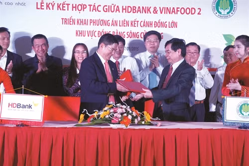 Mới đây, tại thành phố Hồ Chí Minh, Tổng Công ty lương thực Miền Nam đã ký hợp tác với HD Bank, cung ứng vốn vay cho bà con nông dân để thực hiện phương án liên kết cánh đồng lớn ở khu vực Đồng bằng sông Cửu Long