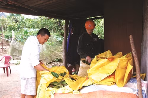 Sản phẩm trà hoa vàng cho thu nhập cao với mức giá từ 14 - 15 triệu đồng/kg hoa khô
