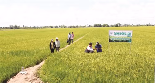 Thành phố Cần Thơ triển khai mô hình liên kết 4 nhà trên "cánh đồng lớn"