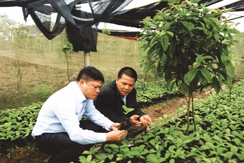 Kiểm tra chất lượng cây giống trong vườn ươm cây trà hoa vàng của gia đình anh Nịnh Văn Trắng
