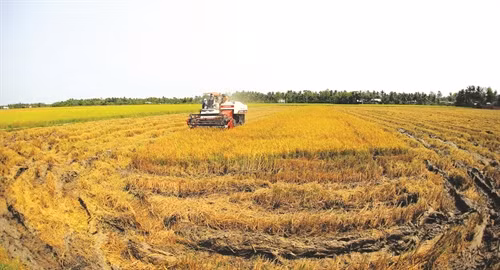 Thu hoạch lúa đặc sản tại huyện Mỹ Xuyên (Sóc Trăng)