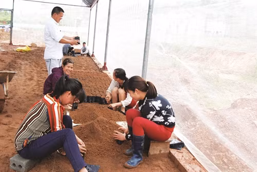 Anh Nịnh Văn Trắng cùng các nhân viên Công ty trong vườn ươm trà hoa vàng