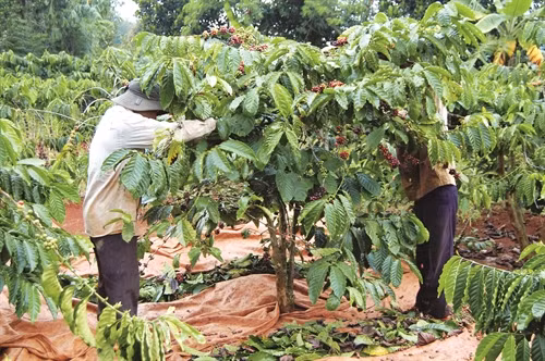Từ khi áp dụng khoa học - kỹ thuật vào canh tác, năng suất cà phê của gia đình ông K'sớ tăng lên đáng kể