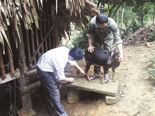 Xã Trung Hội phát triển nghề nuôi dê cho hiệu quả kinh tế cao