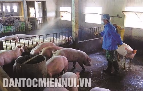 Người thực hiện khử trùng tiêu độc phải sử dụng bảo hộ lao động phù hợp, hóa chất sát trùng ít độc hại đối với người, vật nuôi. Ảnh: Văn Tý