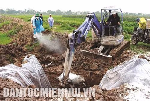 Khi lợn chết do bệnh tả châu Phi cần báo ngay cho nhân viên y tế để xử lý đúng cách, tránh lây nhiễm ra môi trường. Ảnh: Thế Duyệt