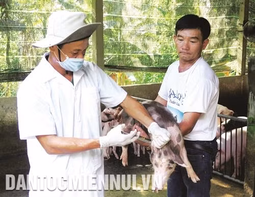 Cần tiêm phòng đầy đủ để đàn lợn có sức đề kháng chống bệnh. Ảnh: Phước Ngọc