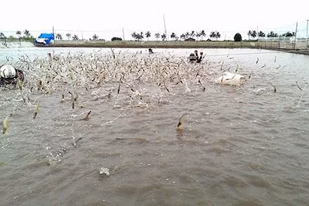 Mô hình nuôi tôm thẻ chân trắng thâm canh cho năng suất cao đã mở ra triển vọng dành cho người nuôi tôm tỉnh Cà Mau. Ảnh minh họa: Internet.