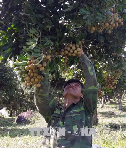 Thu hoạch nhãn ghép tại xã Nà Nghịu (Sông Mã, Sơn La). Ảnh: Nguyễn Cường - TTXVN