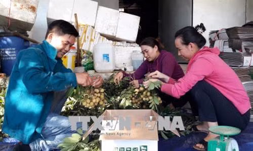 Phân loại và đóng gói nhãn ghép tại Hợp tác xã Phúc Vinh, xã Nà Nghịu (Sông Mã, Sơn La). Ảnh: Nguyễn Cường - TTXVN