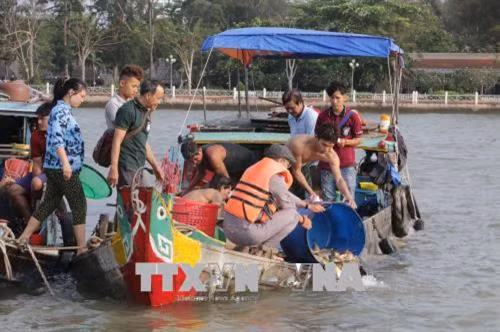 Sáng 1/4/2018, tại bến Ninh Kiều, thành phố Cần Thơ, Sở Nông nghiệp và Phát triển nông thôn thành phố phối hợp với Giáo hội Phật giáo Việt Nam thành phố Cần Thơ tổ chức thả trên 3 tấn cá giống các loại về thiên nhiên để tái tạo nguồn lợi thủy sản. Ảnh: Ngọc Thiện-TTXVN