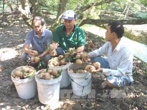 Thu hoạch sa pô chê ở xã Kim Sơn. Ảnh: Minh Trí - TTXVN