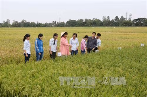 GS.TS Nguyễn Thị Lang, nguyên Trưởng Bộ môn Di truyền và chọn giống, Viện lúa ĐBSCL, đi khảo sát lúa giống. Ảnh: Phương Hoa - TTXVN