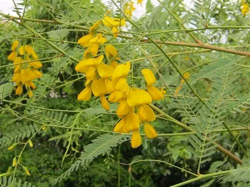4 bài thuốc quý từ bông điên điển ảnh 3