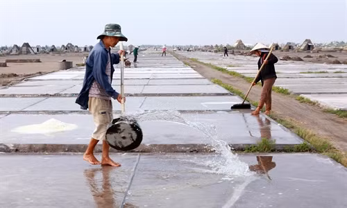 Đưa nước biển lên sân phơi để làm muối.
