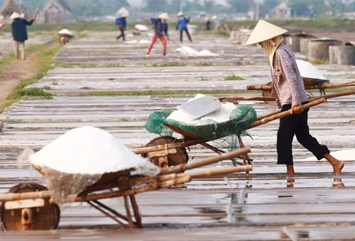 Trên cánh đồng sản xuất muối tại xã Hải Đông.