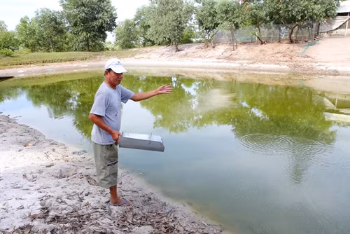 Trừ chi phi, mỗi năm trang trại của ông Phước cho thu nhập hàng trăm triệu đồng.