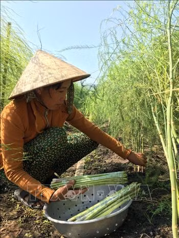 Chị Lương Thị Cẩm, ấp Mỹ Hòa, xã Long Mỹ, huyện Đất Đỏ, thu hoạch măng tây. Ảnh: Hoàng Nhị -TTXVN