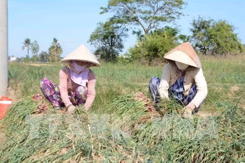 Thu hoạch hành tím ở xã Vĩnh Châu. Ảnh: Hoài Thu – TTXVN