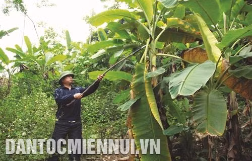 Thực hiện chương trình chuyển đổi cơ cấu cây trồng, vật nuôi, người dân xã Kiến thiết đã chú trọng phát triển cây chuối tây. Ảnh: Quang Cường