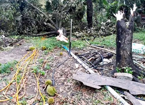 Hơn 10 ha sầu riêng đang cho trái bị gió quật gãy. Ảnh: nld.com.vn