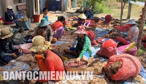Phân loại hành tím Vĩnh Châu. Ảnh: Trung Hiếu
