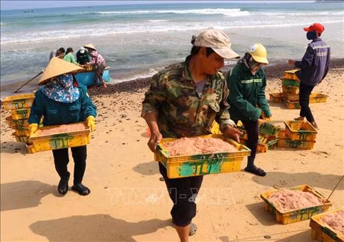 Người dân vận chuyển ruốc từ thúng lên bờ. Ảnh: Phước Ngọc - TTXVN